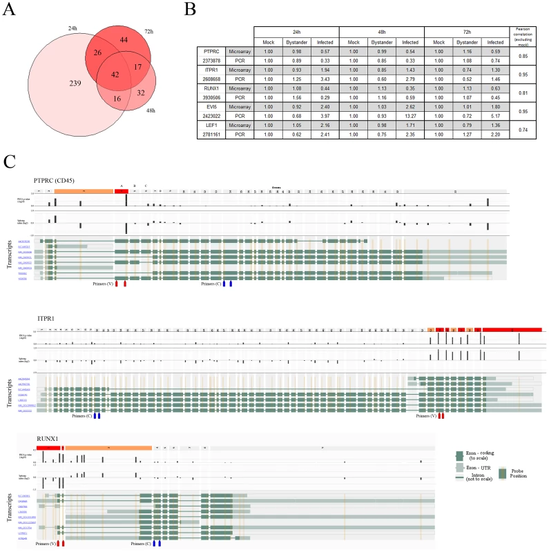 Alternative splicing events are found in HIV-1-infected cells.