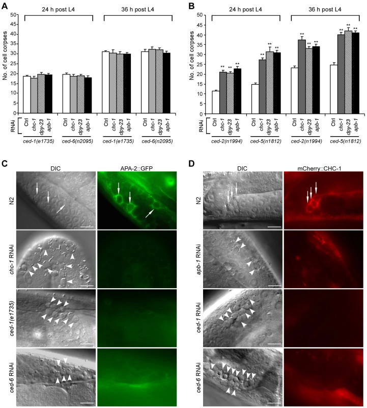 Clathrin and AP2 likely act in the same genetic pathway as CED-1 and CED-6.