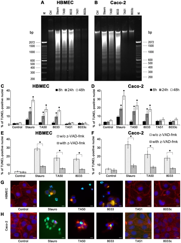 EHEC-Hly-containing OMVs cause DNA laddering and formation of TUNEL-positive nuclei.