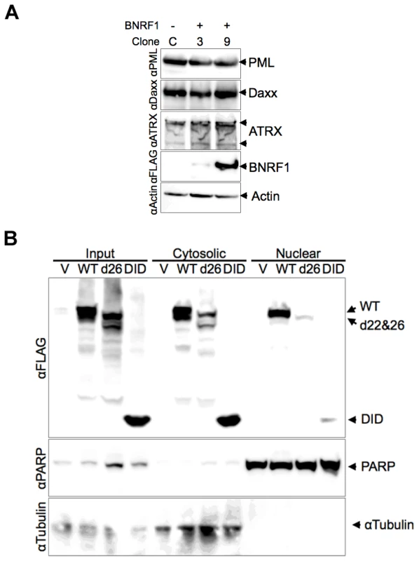Stability and subcellular fractionation of BNRF1 proteins.