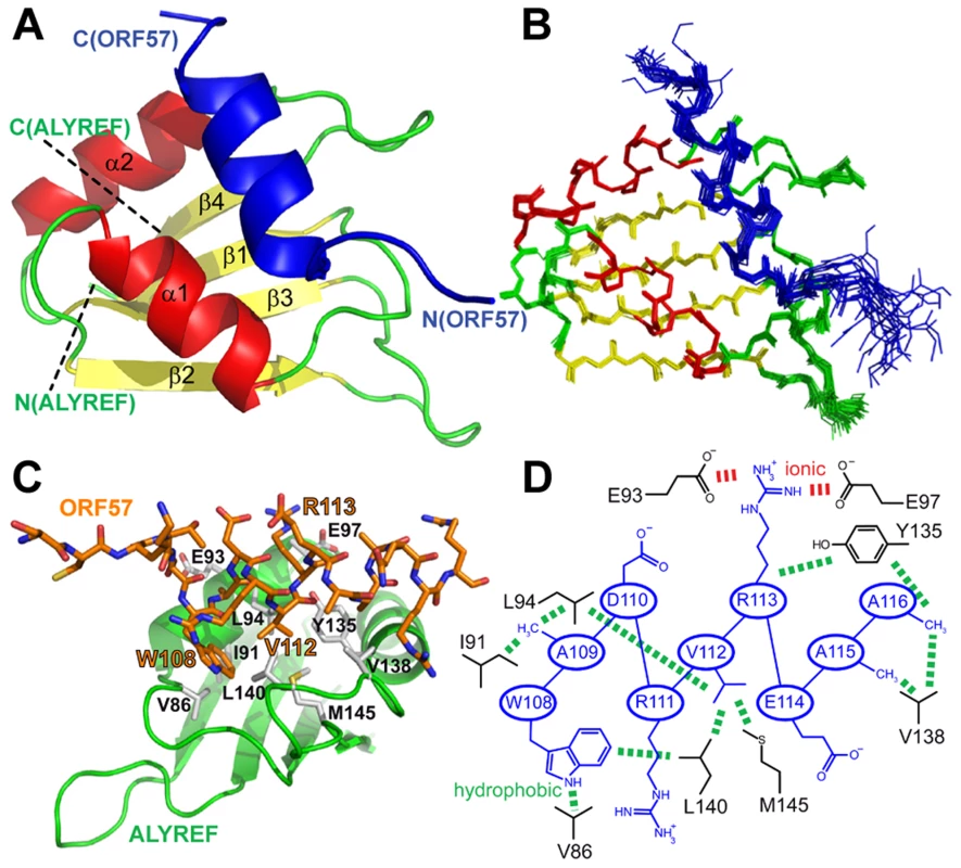 Structure of the ALYREF – ORF57 complex.