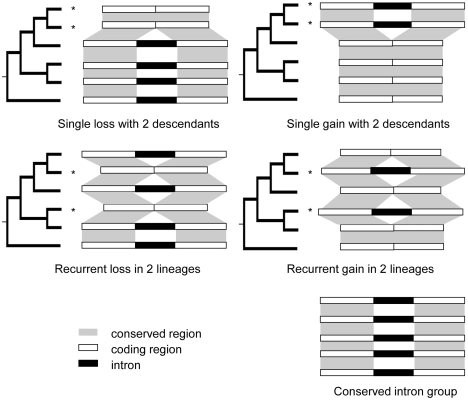 Patterns of intron loss and gain.