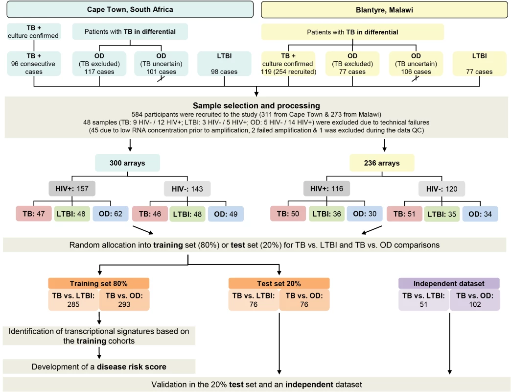 Study overview showing patient numbers and analysis pipeline.