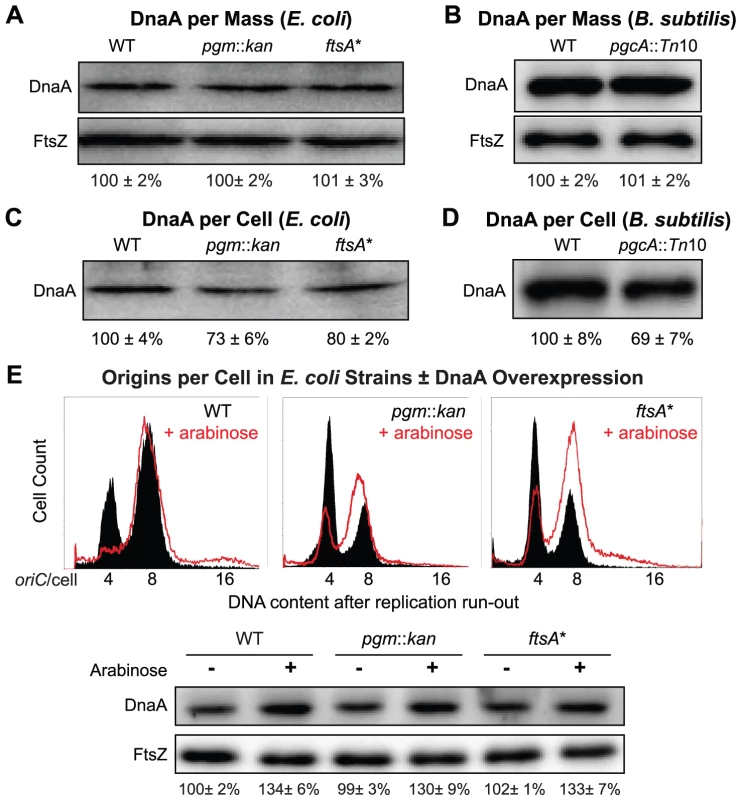 Fewer DnaA molecules in small <i>E. coli</i> and <i>B. subtilis</i> mutants.