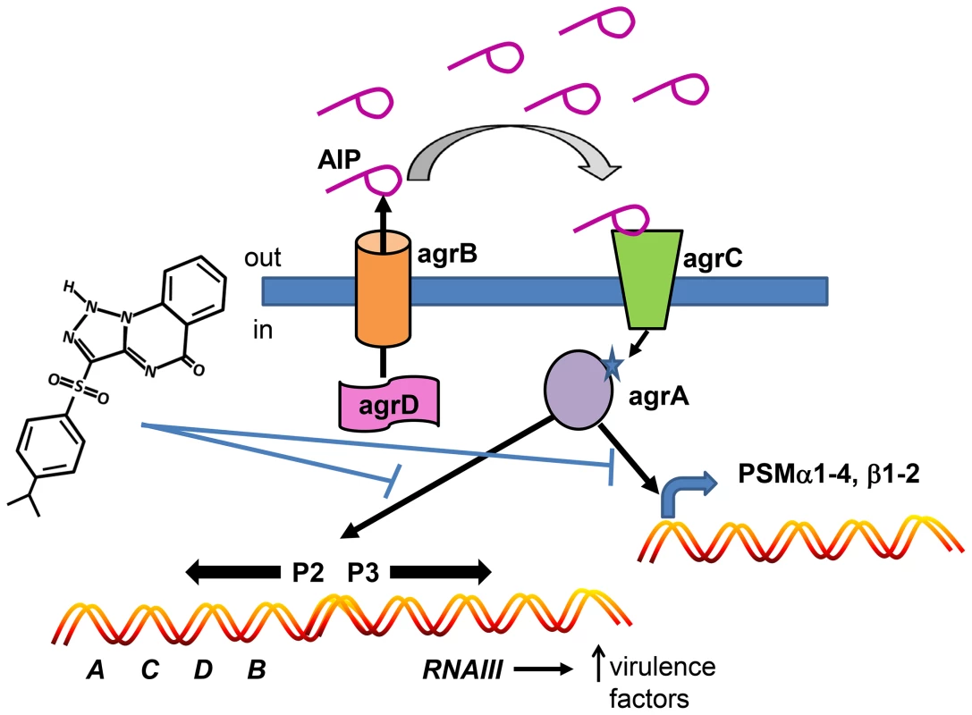 Model depicting the mechanism of action of savirin on <i>S. aureus</i> virulence.