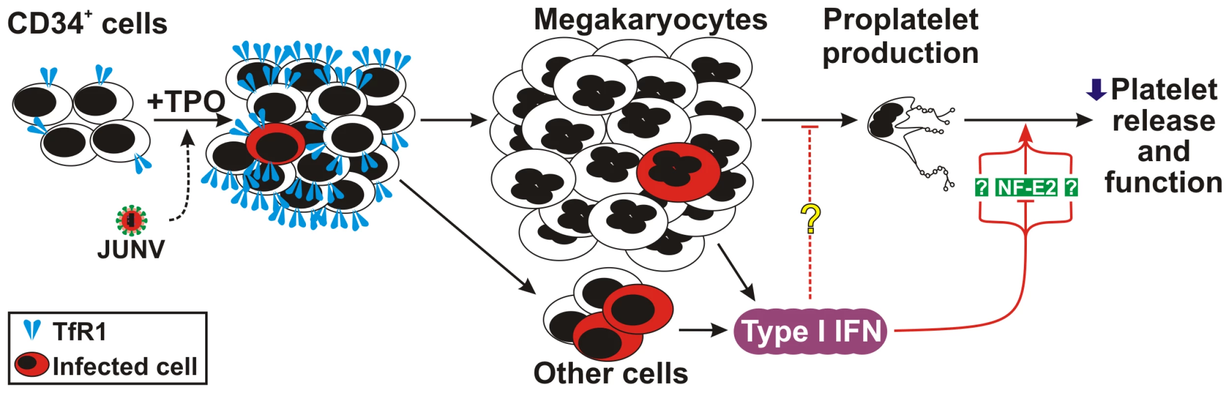 Model of JUNV infection of CD34<sup>+</sup> cells stimulated with TPO.