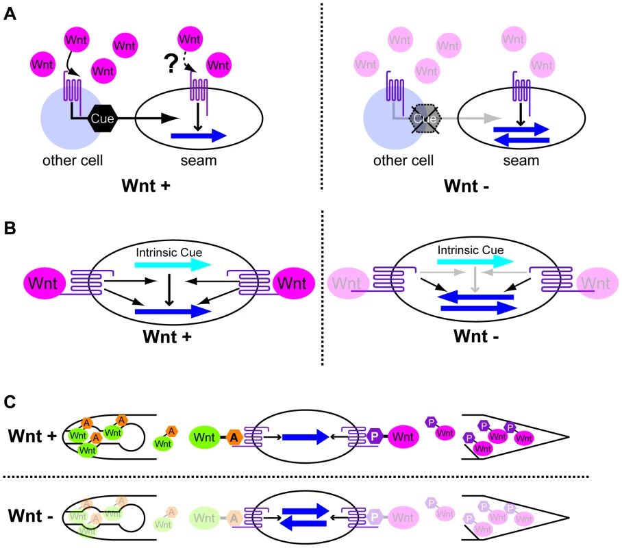 Possible models for polarity orientation by Wnts.