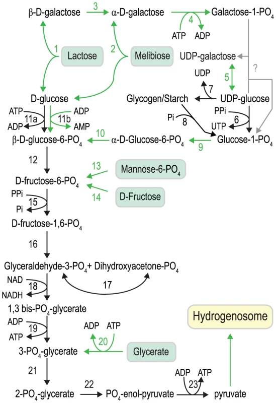 Carbohydrate metabolism in <i>S. salmonicida</i>.
