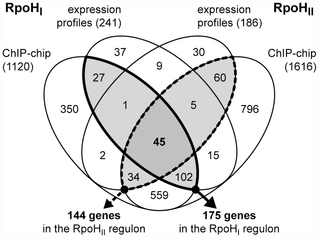 Overlap between the RpoH<sub>I</sub> and RpoH<sub>II</sub> regulons.