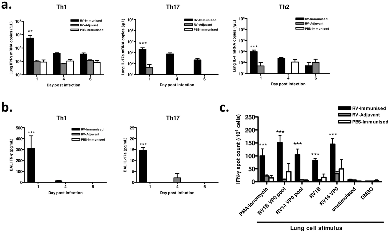 Immunization enhances lung Th1/Tc1 responses to heterologous RV infection.