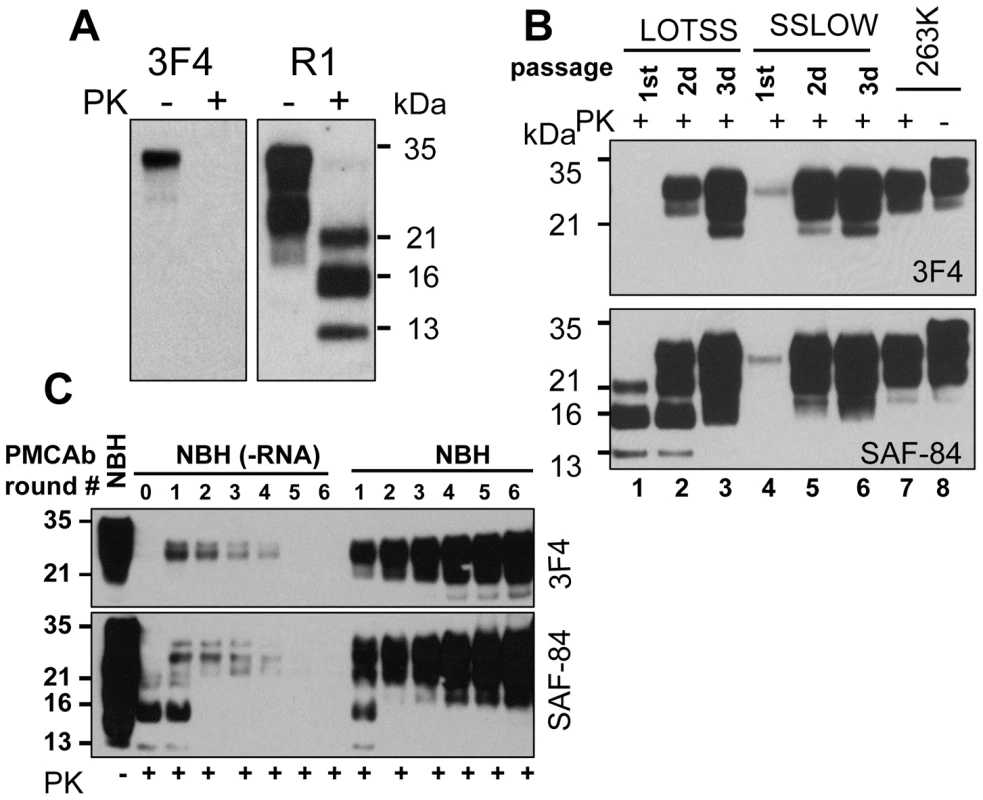 Serial passages of rPrP fibrils and <i>de novo</i> generation of PrP<sup>Sc</sup> in Syrian hamsters.
