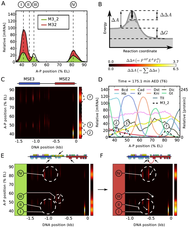 Regulatory analysis of M3_2 and M32.