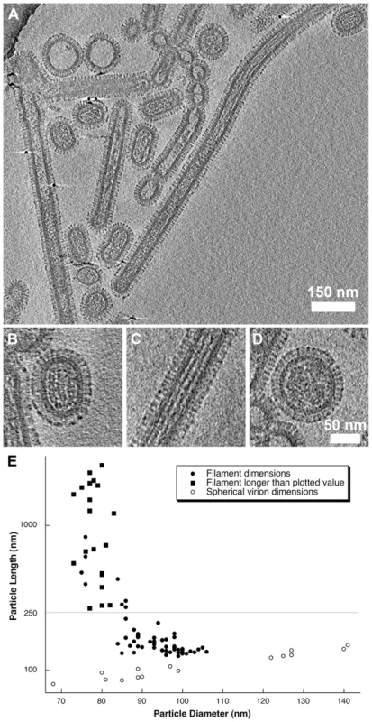 Tomograms of purified A/Udorn/72 virions (A).