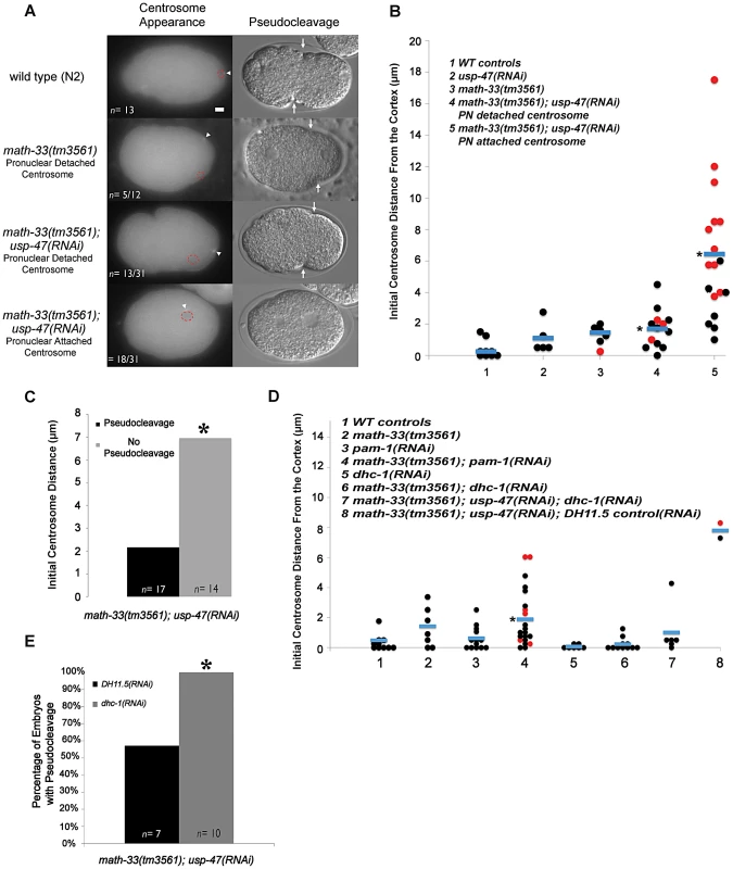 Deubiquitylases regulate the position of the centrosome in early one-cell embryos.