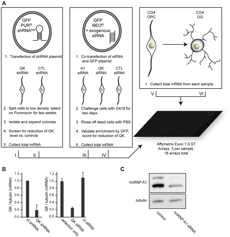 Microarray assay design.