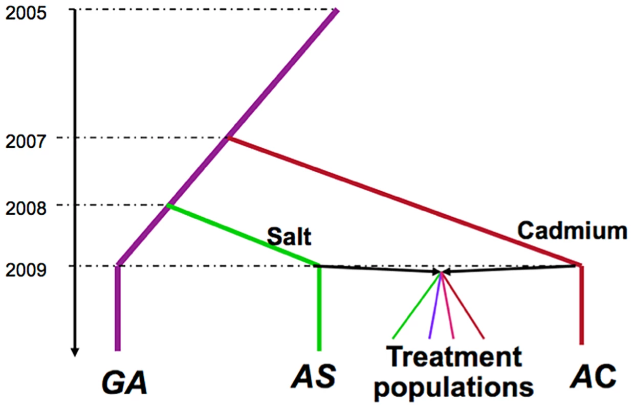 Selection history of the experimental populations.