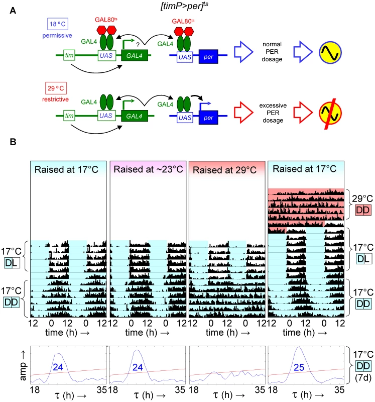 Developmental over-expression of <i>per</i> disrupts adult circadian behavior, while the phenotype of adult <i>per</i> over-expression is reversible.