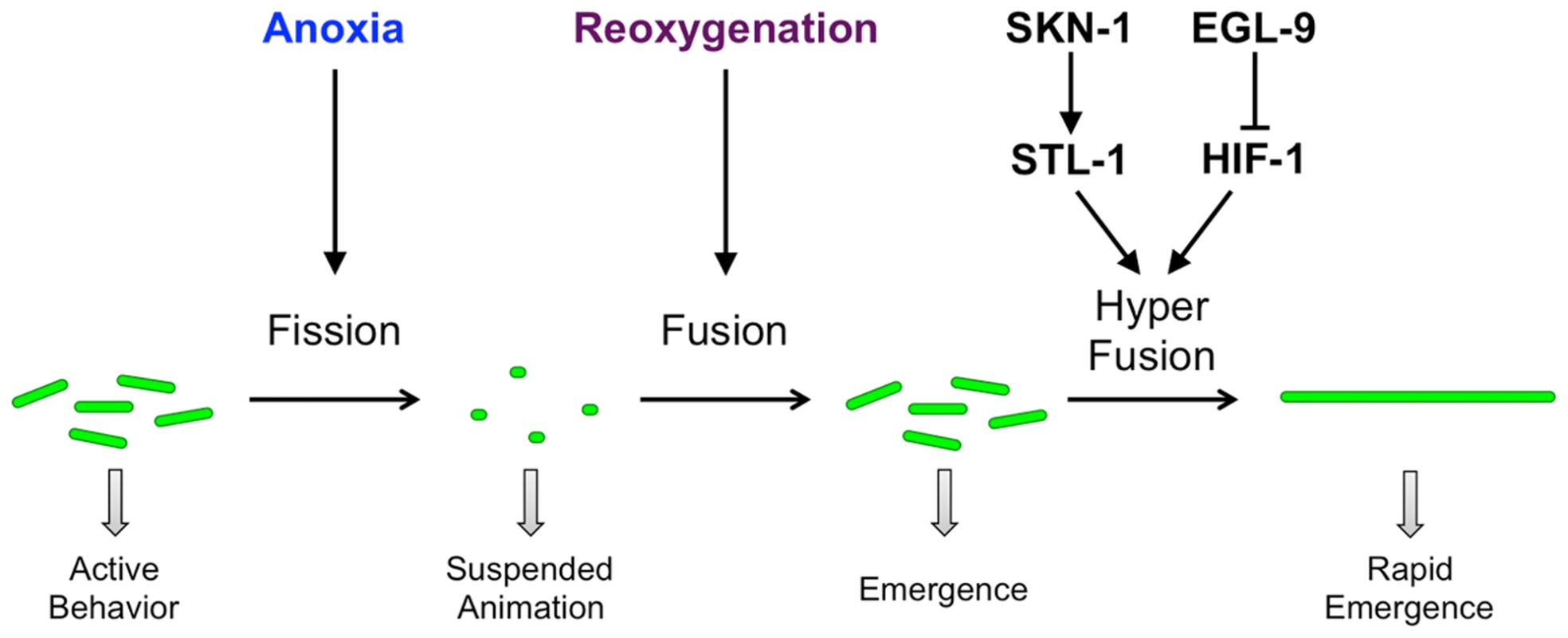 Model for anoxia-induced mitochondrial hyperfusion.