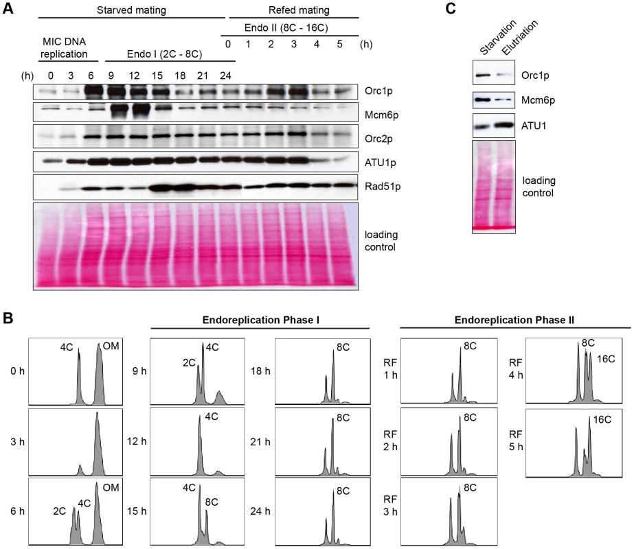 Developmental regulation of pre-RC components.
