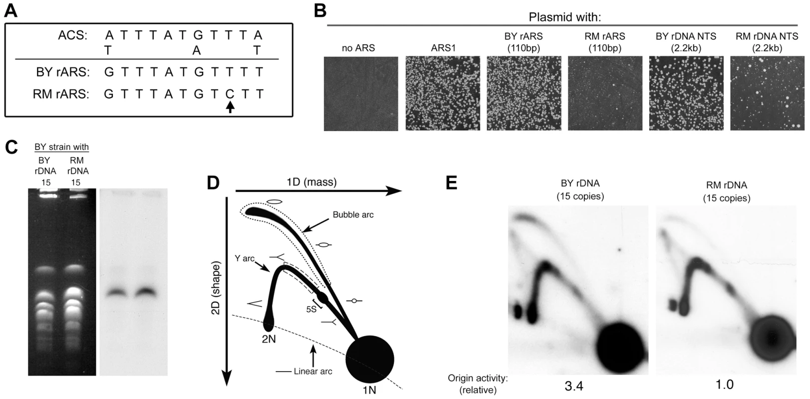 Difference in rDNA origin activity in the RM and BY rDNA loci.
