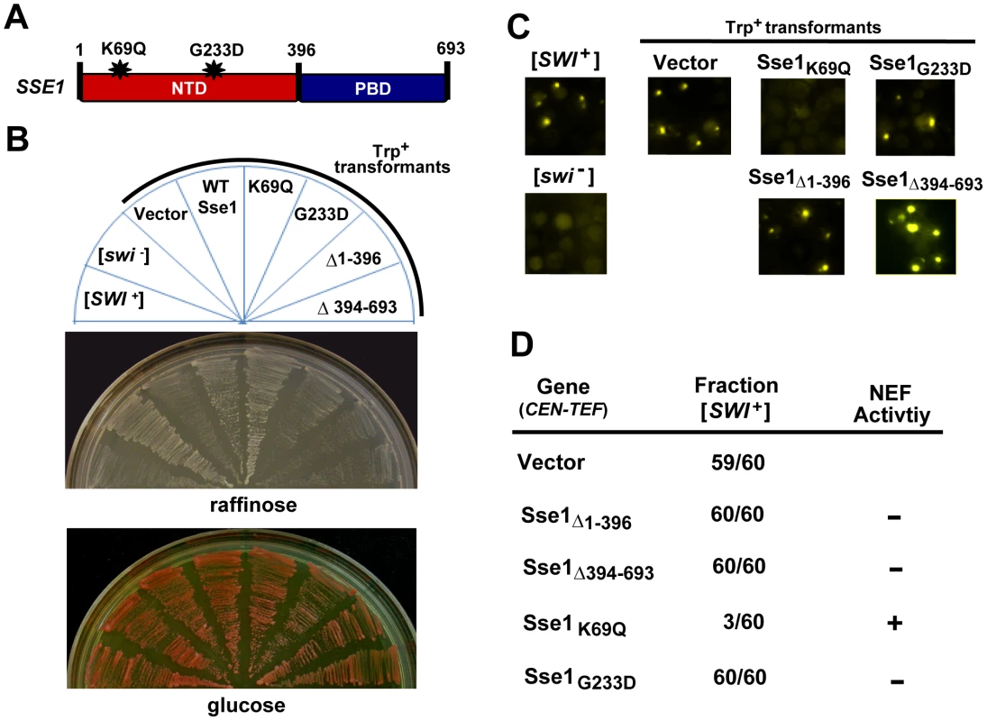 Alterations that impair Sse1 NEF function also impair [<i>SWI</i><sup>+</sup>] curing.