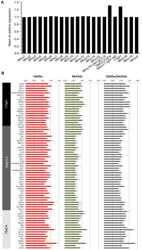 Expression profile of genes located on the Ts65Dn minichromosome obtained from whole-genome microarray expression analysis from whole adult mouse hearts.