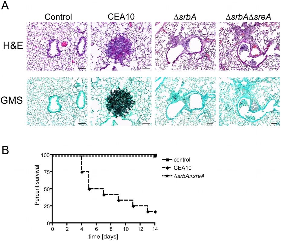 Inactivation of SreA in Δ<i>srbA</i> does not restore fungal virulence.