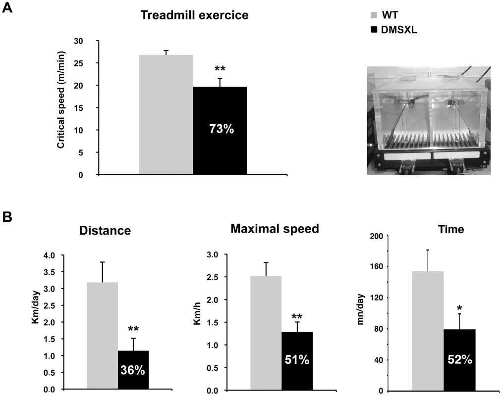 Motor performance of DMSXL mice.