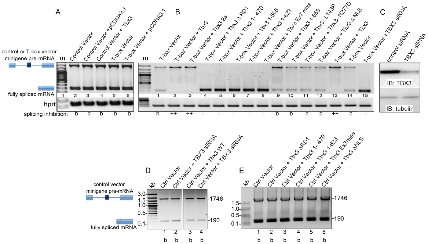 Tbx3 regulates alternative splicing <i>in vitro</i>.