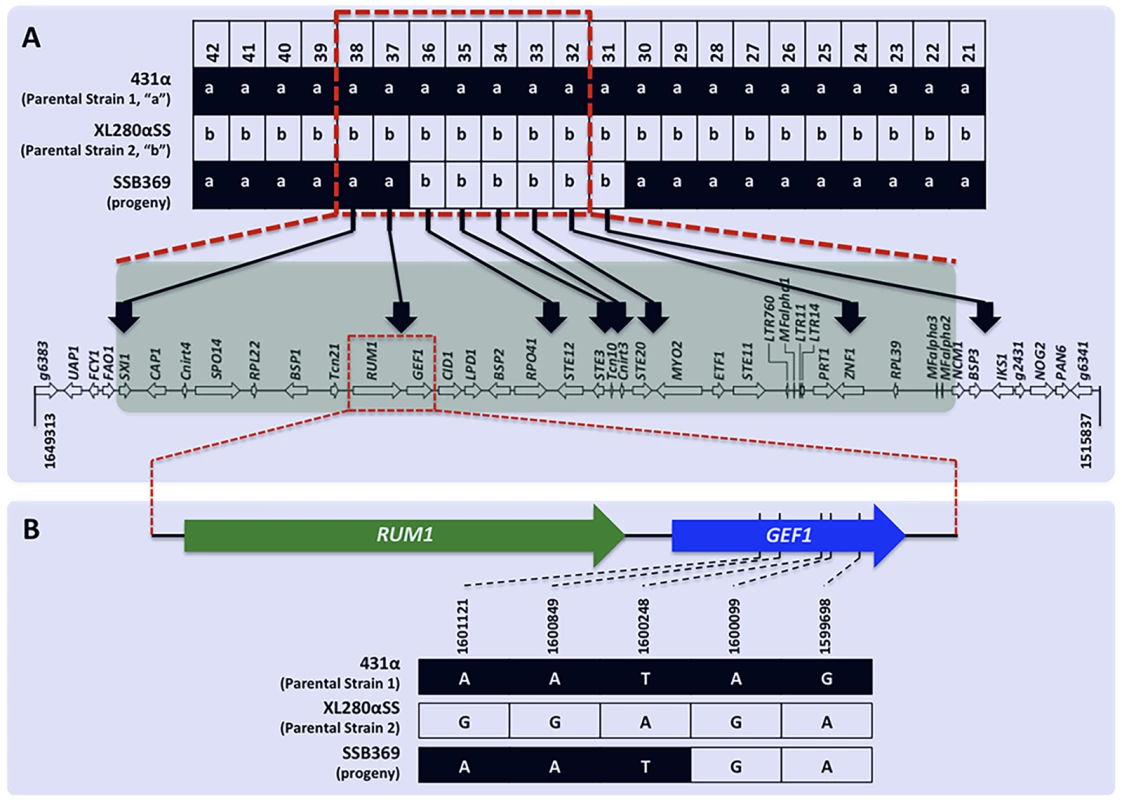 Recombination within the <i>MAT</i> locus during α-α unisexual reproduction.