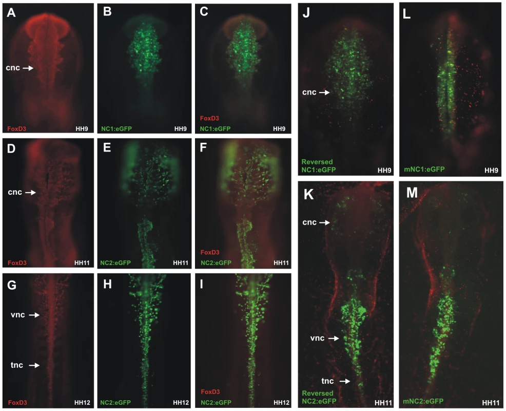 Chick NC1 and NC2 enhancers drive expression that overlaps with endogenous FoxD3 expression, function in reverse orientation, and are conserved with mouse NC1 and NC2.