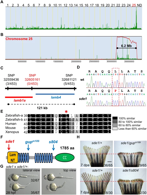 <i>sde1</i> encodes a <i>laminin beta1</i> paralog.