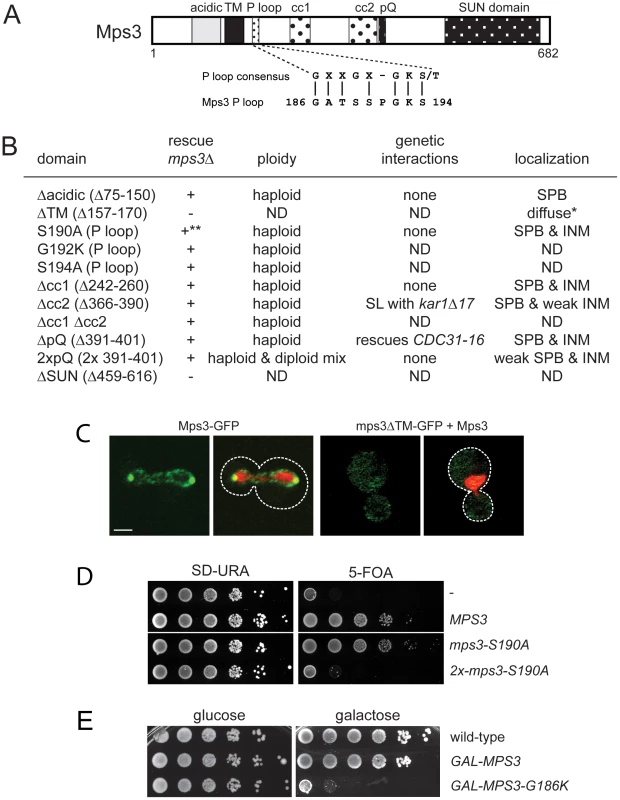Essential regions of Mps3 for SPB duplication.