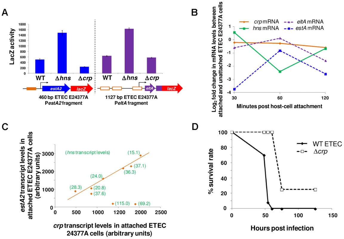 Modulation of <i>estA2</i> and <i>eltA</i> transcription during attachment of ETEC E24377A to gut epithelial cells.