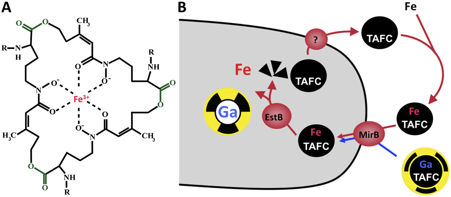 Siderophore mediated-iron uptake in <i>A. fumigatus</i>.