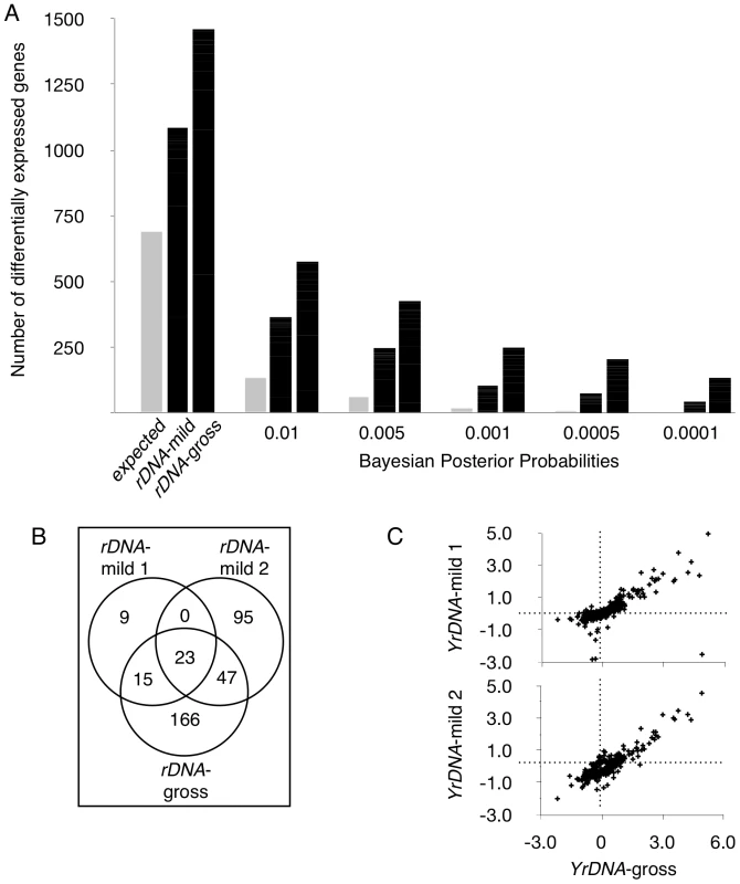 Induced deletions in the rDNA locus result in the differential expression of hundreds of genes.