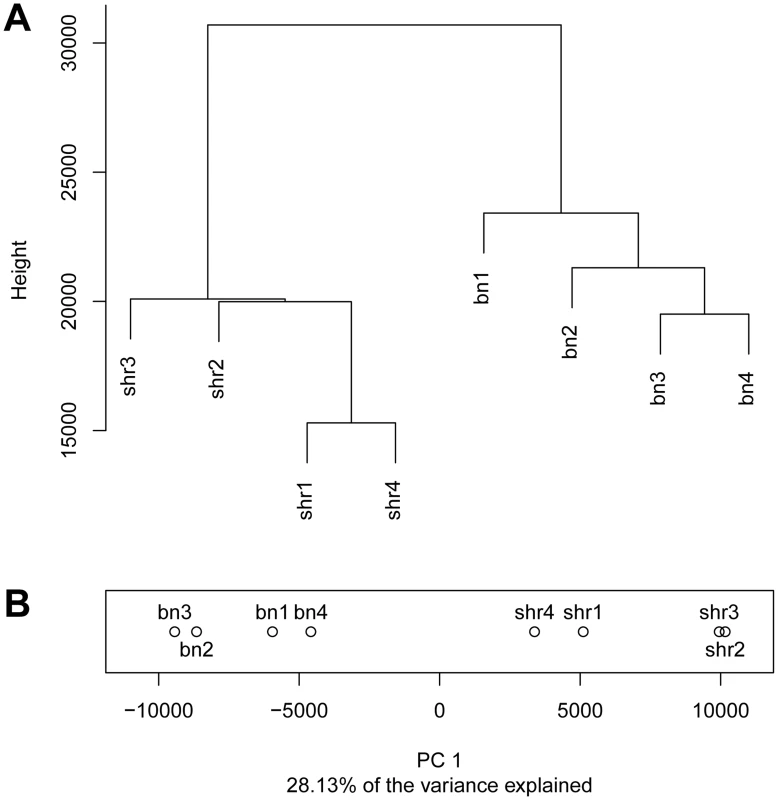 Differential CpG methylation between the BN and SHR strains.