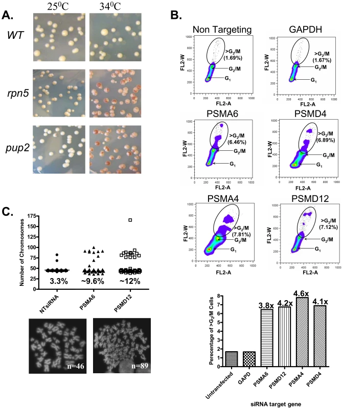 The CIN Phenotype of proteasome subunits is conserved from yeast to human cells.