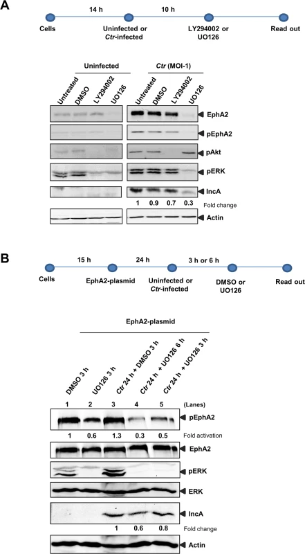 <i>Ctr</i>-mediated EphA2 regulation is ERK dependent.