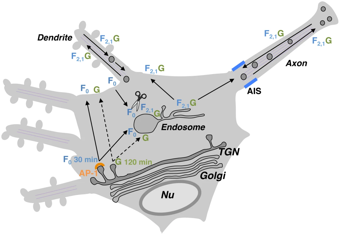 Proposed regulation of NiV-F neuronal sorting by NiV-G.