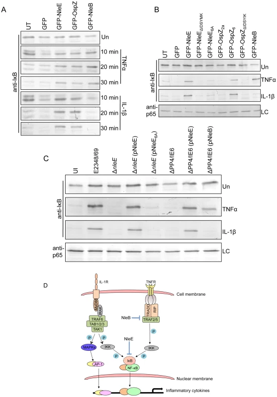 Effect of NleB and NleE on IκB degradation.