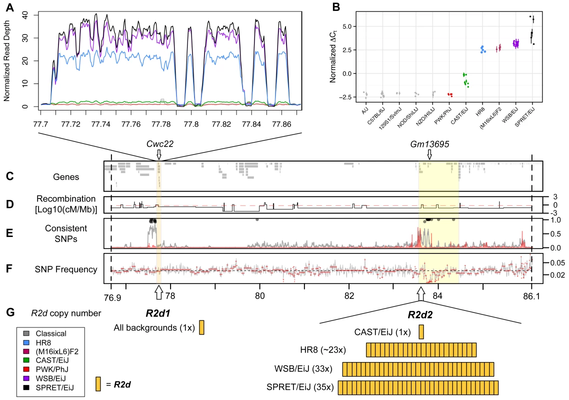 A large copy number gain is present in strains with maternal TRD.
