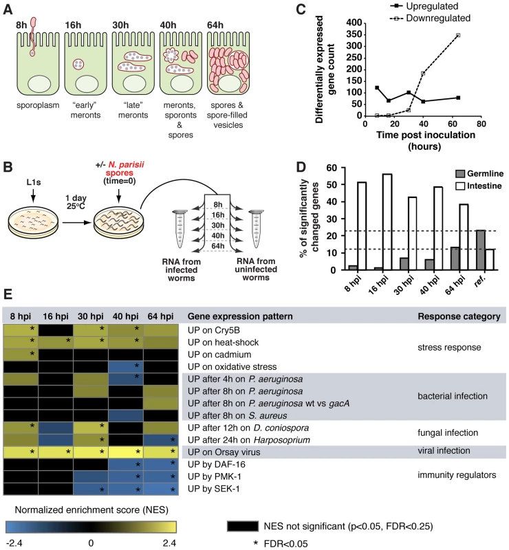 <i>C. elegans</i> gene expression during infection with <i>N. parisii</i>.
