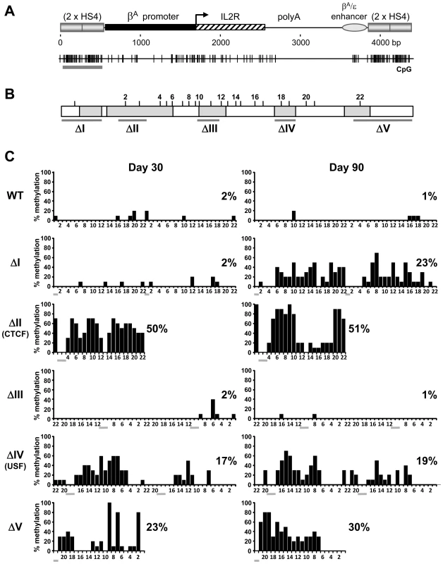 Mutations of insulator protein binding sites result in the <i>de novo</i> methylation of HS4 itself.