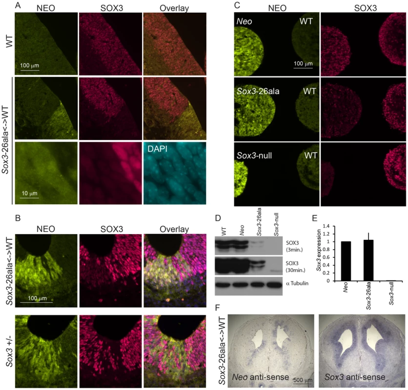 Transcription is unaffected but protein is cleared from mutant cells.