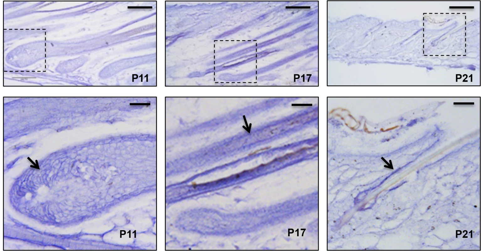 <i>miR-22</i> expression during hair cycling.