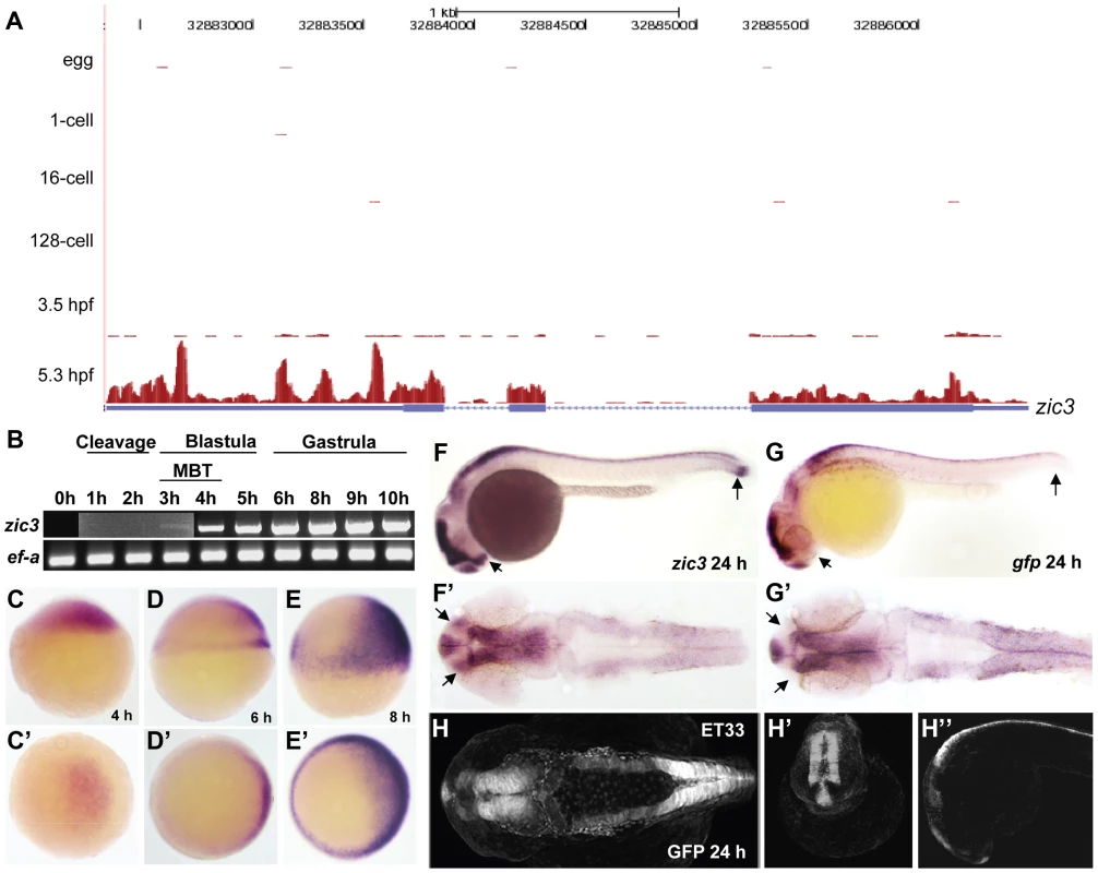 Early expression of <i>zic3</i> as detected by RNA-seq and RT-PCR.