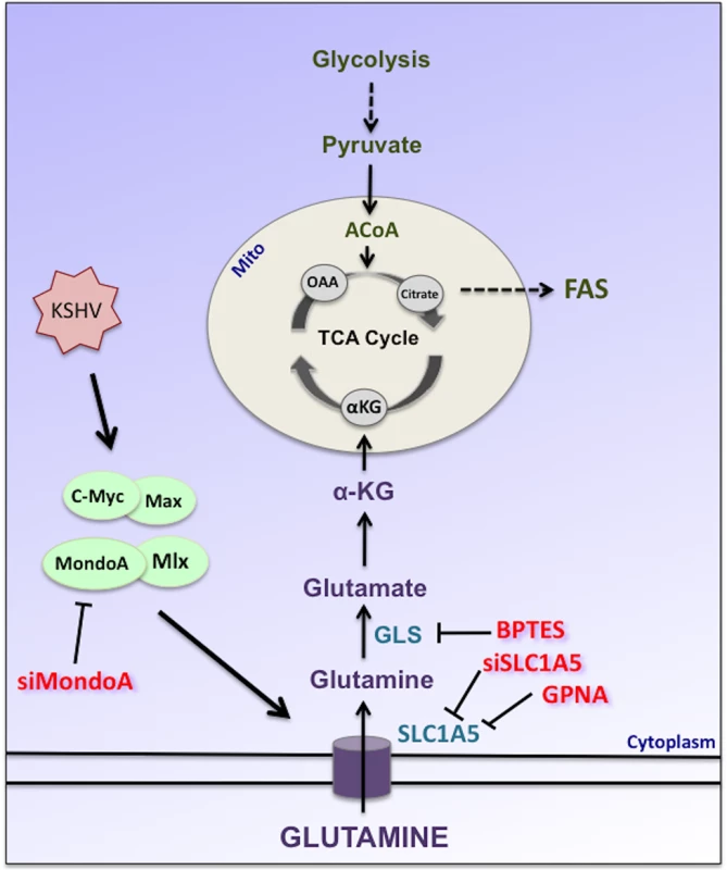 Schematic of glutamine metabolism via glutaminolysis during KSHV infection of endothelial cells.