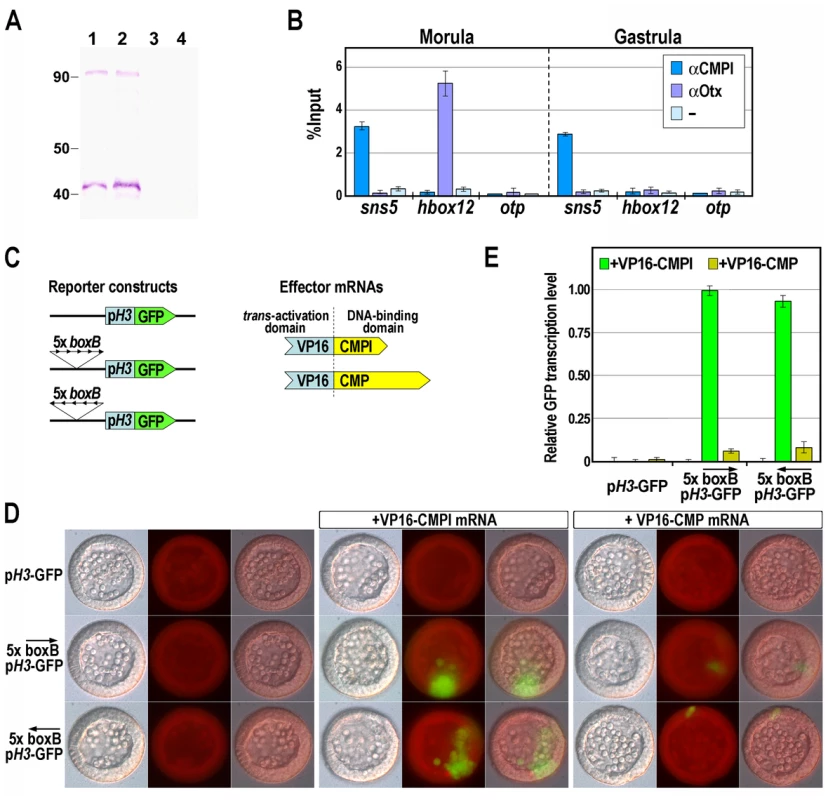 Association of the CMPl protein to the <i>boxB cis</i>-element on <i>sns5</i>.