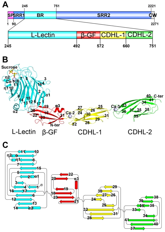 Overall structure of the full-length SraP<sub>BR</sub>.